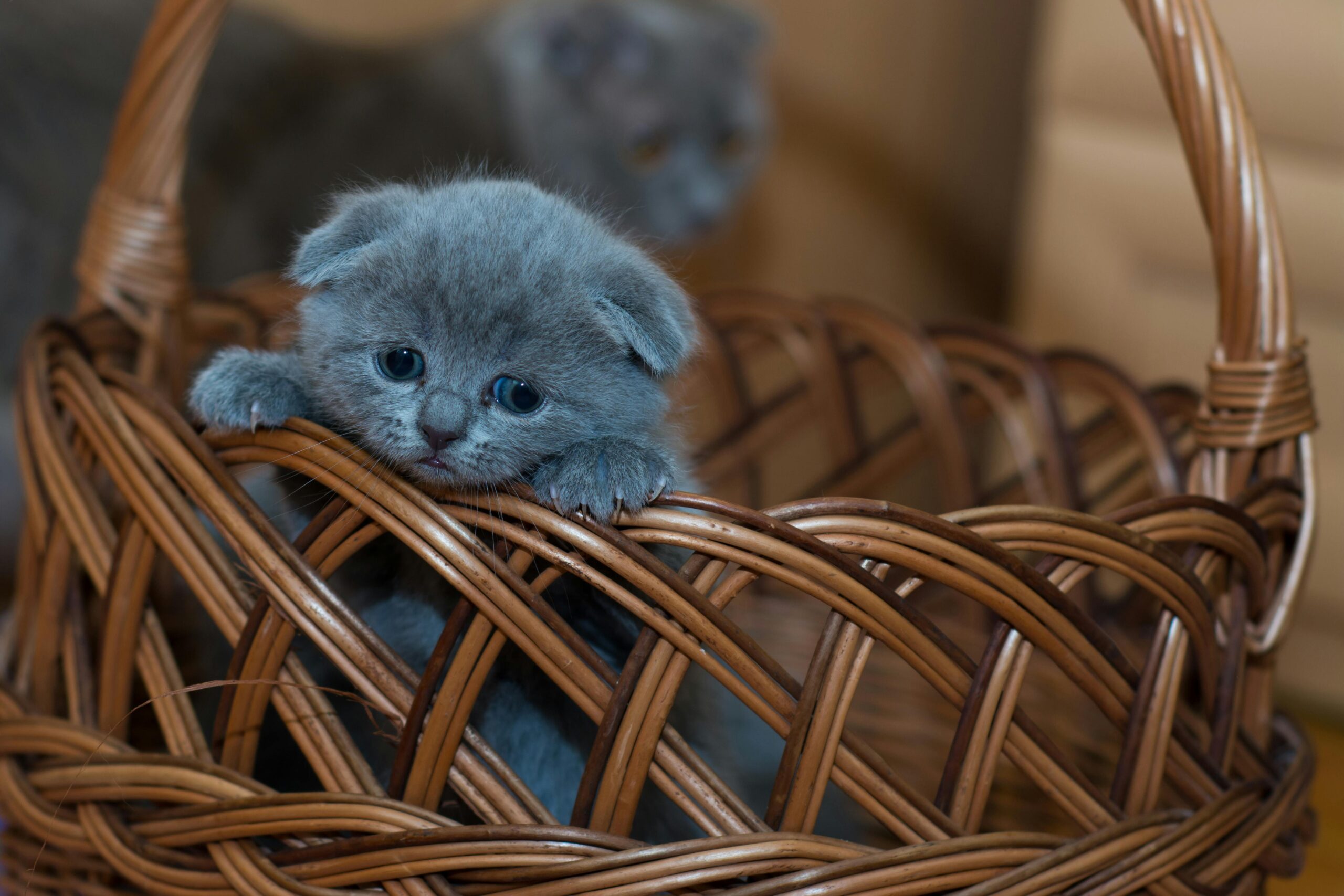 Home Adorable grey kitten peeking out of a wicker basket indoors. Perfect for cute animal lovers.